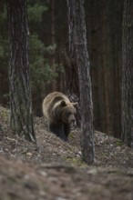 In the mountain forest... European brown bear (Ursus (genus) arctos), young bear roaming through a