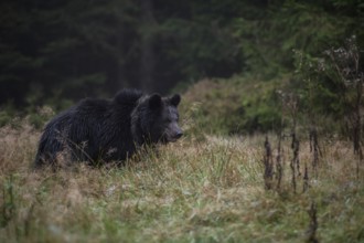 At dawn... European brown bear (Ursus Arctos) roaming a clearing in the forest early in the