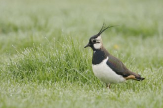 In the dewy grass... Lapwing (Vanellus vanellus), well-known meadow limnicole, meadow breeder,