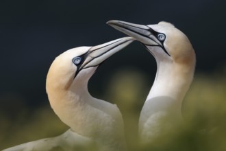 Tenderness... Northern gannet (Morus bassanus), two adult birds greet each other, affectionate,