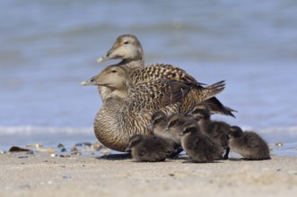 Common Eider (Somateria mollissima), female eiders with chicks on the beach of the German North Sea