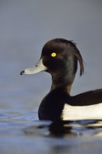 Duck portrait... Tufted duck (Aythya fuligula), drake in splendid plumage with long decorative