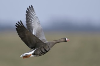 Arctic wild goose... White-fronted Goose (Anser albifrons) in flight on the Lower Rhine, very