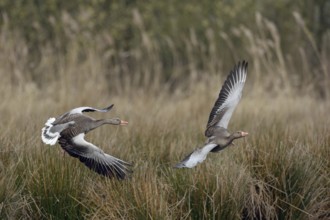 Hash me... Greylag geese (Anser anser), typical territorial behaviour, greylag geese chase