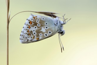 Chalkhill Blue (Polyommatus coridon), a beautiful, rather rare native butterfly, hangs upside down