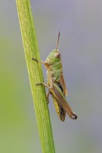 In profile... Meadow grasshopper (Chorthippus parallelus) resting, sitting on a stalk, relatively