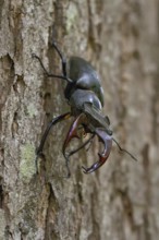 Impressive beetle... Stag beetle (Lucanus cervus), male with large antlers, antler-like enlarged