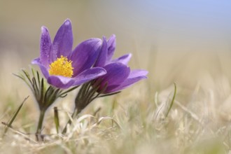 Pasque flower, European pasqueflower (Pulsatilla vulgaris) growing on calcareous low-nutrient