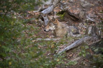 Well camouflaged... European gray wolf (Canis lupus), grey wolf, grey wolf, resting in foliage in