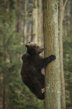Good climber... European brown bear (Ursus arctos), young bear, bear cub climbs up or down a tree