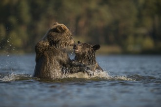 Two European Brown Bears (Ursus arctos) fighting, measuring their strength in the water of a lake,