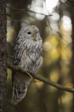 In its natural habitat... Ural owl (Strix uralensis) in the forest, rare Central European owl