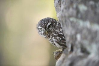 Hiding place in the rock... Little owl (Athene noctua) looks out of a stone wall, which the small