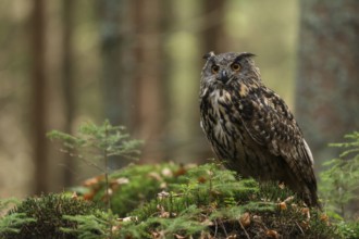 In the forest... European eagle owl (Bubo bubo), owl, great horned owl, forest owl, adult bird sits