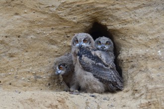 3 siblings... European eagle owl (Bubo bubo), young eagle owls, adolescent owls at the entrance to