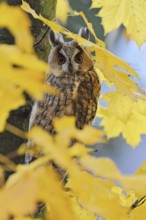 Hidden in autumn leaves... Long-eared owl (Asio otus), owl in its roosting tree, a maple between