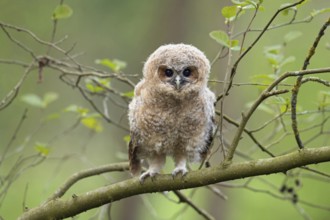Children's eyes... Tawny owl (Strix aluco), young owl, branchling, tawny owl branchling, young bird