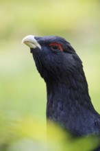 Detailed close-up... Capercaillie (Tetrao urogallus), head portrait, probably one of the most
