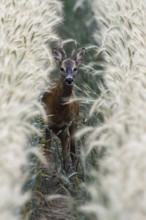 Roe deer (Capreolus capreolus), young buck in the rut of an almost ripe grain field, barley,