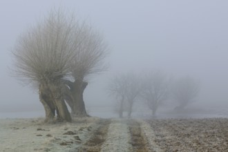 The way to the fields... Pollard trees (Bislicher Insel), typical rural landscape on the Lower