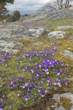 Spring in Sweden... Fragrant violets, (Viola odorata) blooming wildflowers in typical landscape on