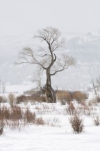 Striking... Oak (Lamar Vallery), striking, ancient tree, bizarrely shaped by wind and weather,
