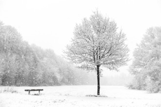 Bench next to a tree, idyll at the onset of winter on the outskirts of Meerbusch, near Lank-Latum,