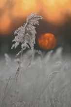Sunset at the lake, in the wetland, over reed grass, sedge reed (Phragmites australis) at the end