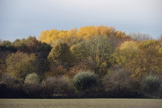 Autumn colours... Forest edge, autumn time in North Rhine-Westphalia, Lank-Latum, view towards