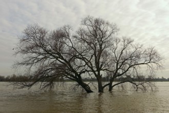 Land under water, flood on the Rhine, flooded tree in the middle of the flood, tree on the banks of