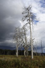 Storm front, approaching thunderstorm... High Fens, plateau in the Eifel, valuable nature reserve,