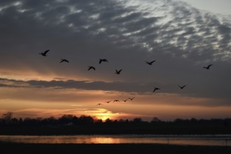 Flight of wild geese at sunset in the Rhine meadows, Rhine meadows near Meerbusch, opposite