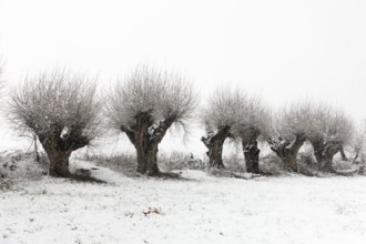 Old gnarled pollarded trees, pollarded willows in the snow on the Lower Rhine, on the left bank of