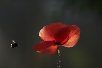 Red poppy (Papaver rhoeas), illuminated, bumblebee, A single poppy flower is illuminated by the