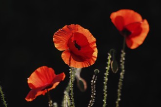 Corn poppy (Papaver rhoeas), red, black, flowers, three, backlight, The three poppies glow against