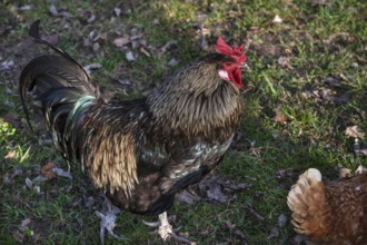 Cock with iridescent plumage, Bavaria, Germany