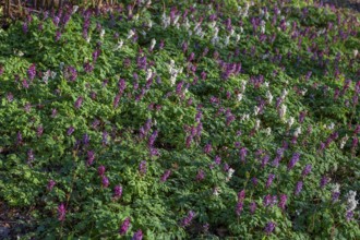 Hollow larkspur (Corydalis cava) in the forest, Bavaria, Germany