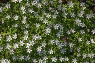 Flowering wood anemone (Anemone nemorosa), Bavaria, Germany
