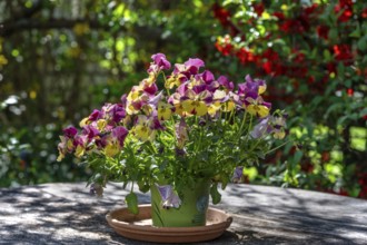 Pansy (Viola x wittrockiana) in a vase on a patio table, Bavaria, Germany