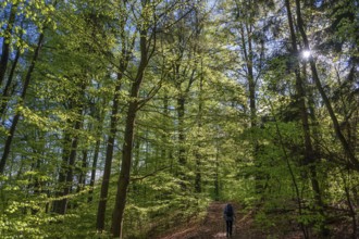 Spring forest with sun star, Bavaria, Germany