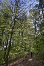 Spring forest with hiker, Bavaria, Germany