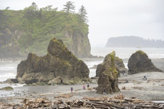 Rocks and driftwood on the beach under a cloudy sky with a small island in the background, Ruby