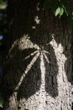 Shade of chestnut tree leaves, May, Germany