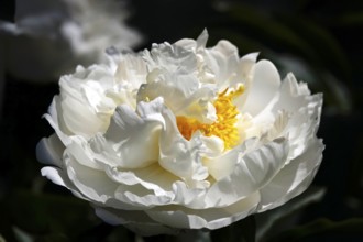 Magnificent peony, Germany