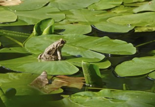 Toad on a water lily pond, Germany