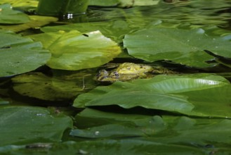 Frogs in a water lily pond, June, Germany