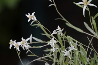 Edelweiss (Leontopodium alpinum), June, Germany