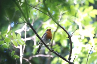 Robin in a tree, June, Germany