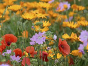 Species-rich, colourful flowering meadow with musk mallow (Malva moschata), Lower Rhine, North