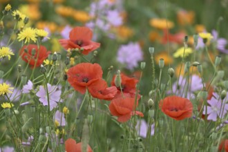 Species-rich, colourful flowering meadow with poppies (Papaver rhoeas) Lower Rhine, North